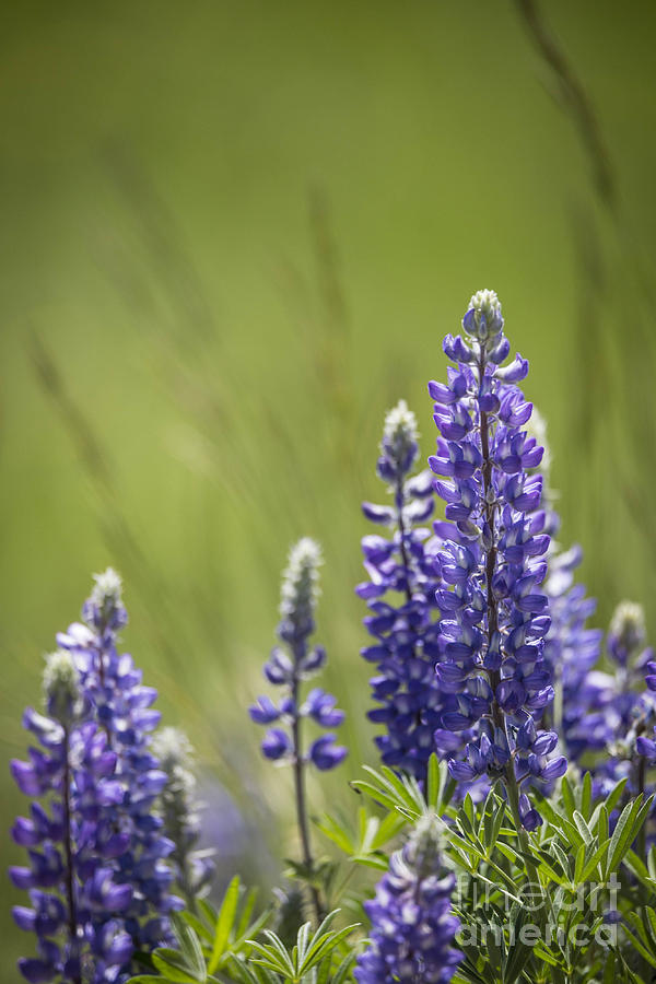 Purple Photograph by Carolyn Fox - Fine Art America