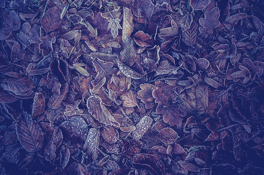 Purple Carpet of Frozen Leaves Photograph by Jenny Rainbow