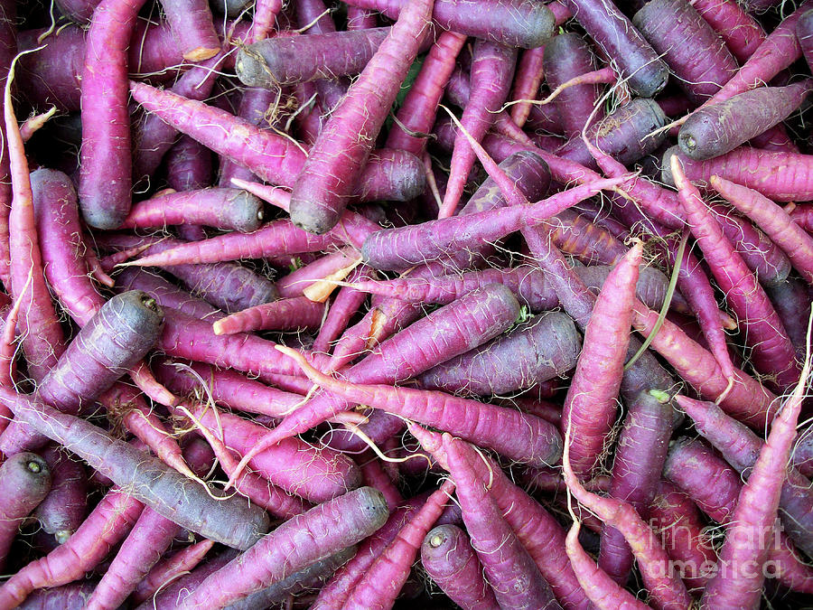 Purple Carrots Number 1 Photograph by Heather Kirk