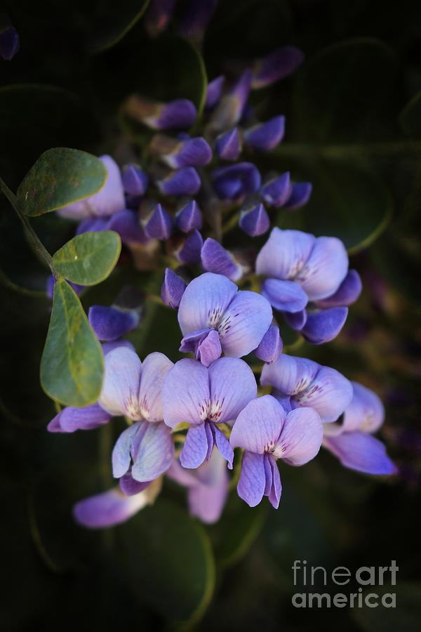 Purple Cascading Floral Art Photograph by Ella Kaye Dickey
