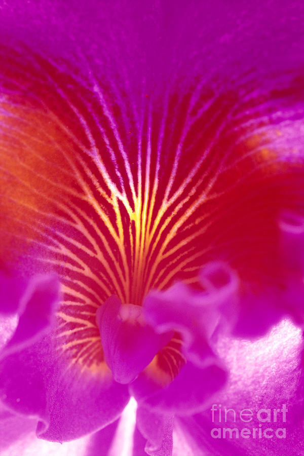 Purple Cattalaya Photograph by Tomas del Amo - Printscapes