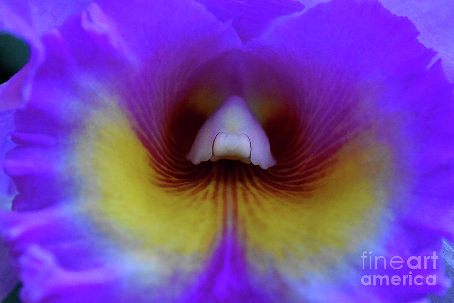 Purple Cattleya Orchid Detail Photograph