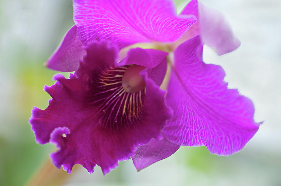 Purple Cattleya Orchid Macro Photograph by Jenny Rainbow