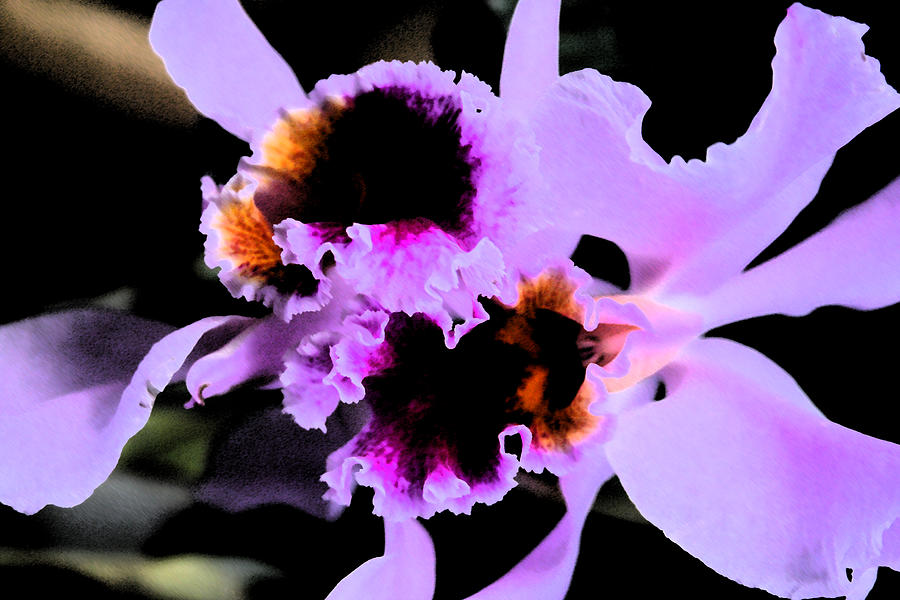 Purple Cattleya Orchid Photograph By Nanette Hert Fine Art America