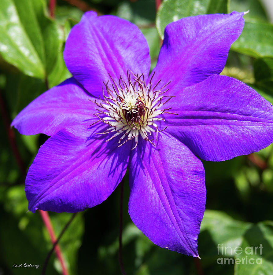 Purple Charmer 2 Clematis Flower Art Photograph by Reid Callaway