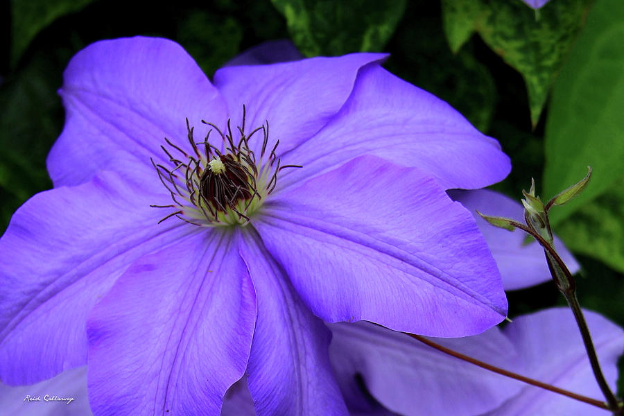 Flower Photograph - Purple Charmer Clematis Flower Art by Reid Callaway