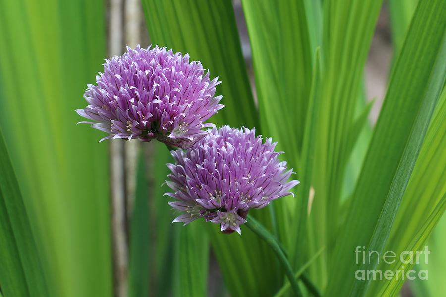 Flower Photograph - Purple Chive Flowers by Jackie Tweddle