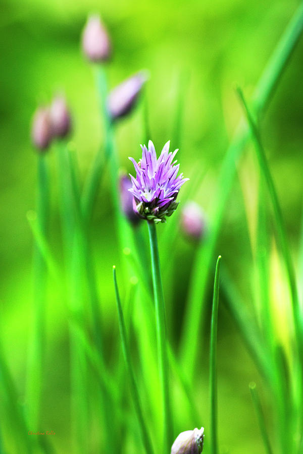 Flower Photograph - Purple Chives by Christina Rollo
