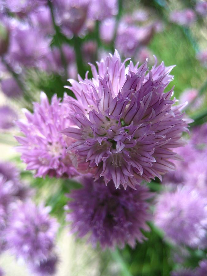 Purple Chives Photograph by Sheryl Burns