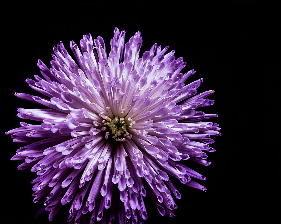 Purple chrysanthemum Photograph by Hannah O'Hair - Fine Art America