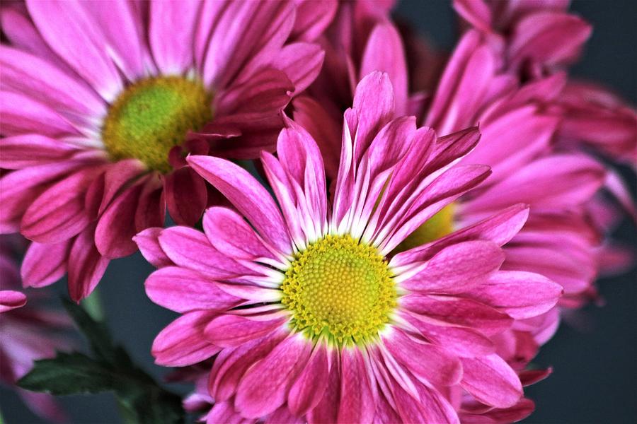 Purple Chrysanthemums Photograph by Sheila Brown