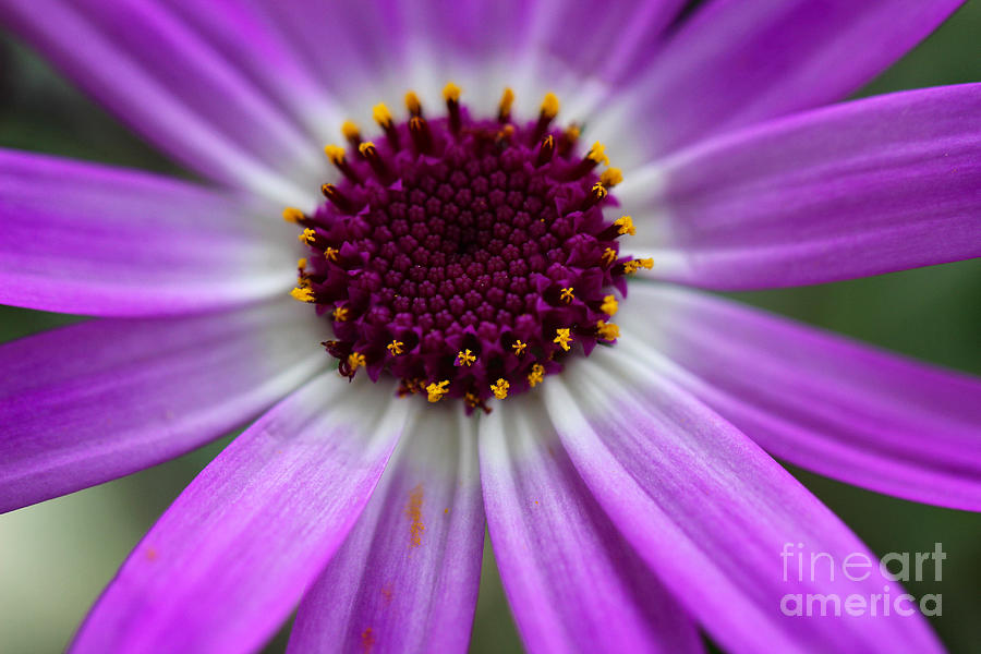 Purple Cineraria Flower Close-up 2016 Photograph by Karen Adams