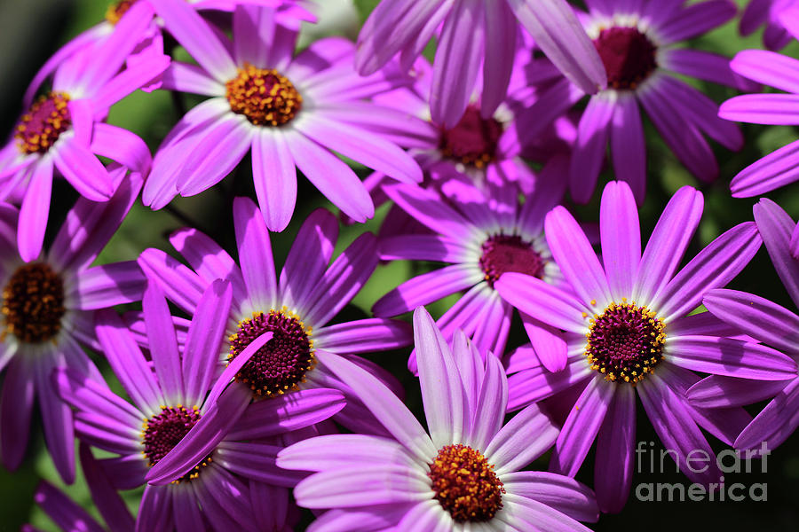 Purple Cineraria Flowers Photograph by Karen Adams