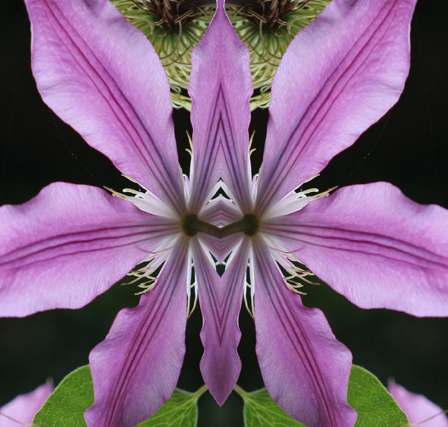Nature Photograph - Purple Clem Twirl by Daniel Unfried