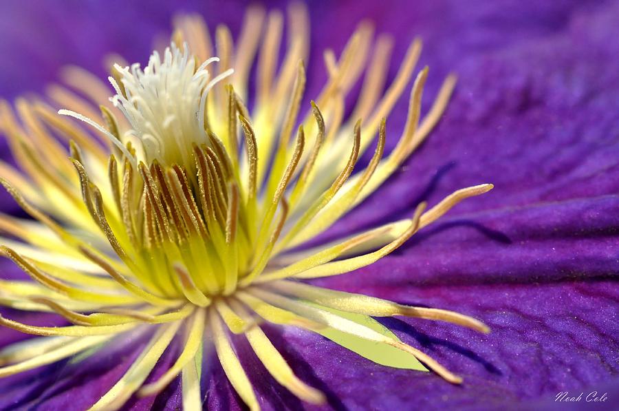 Flower Photograph - Purple Clematis 1 by Noah Cole