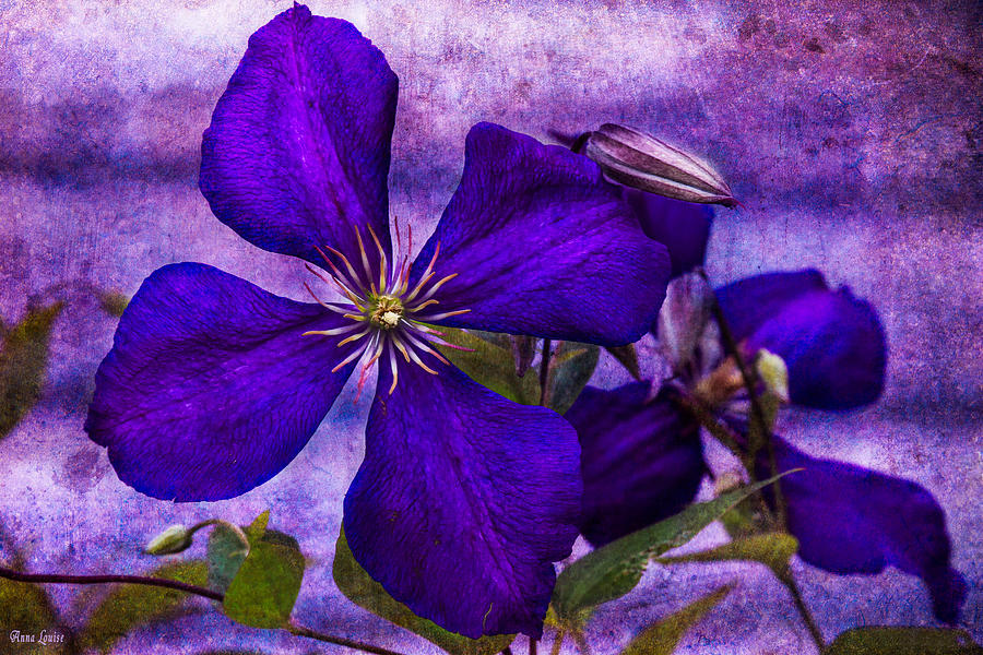 Purple Clematis Photograph by Anna Louise