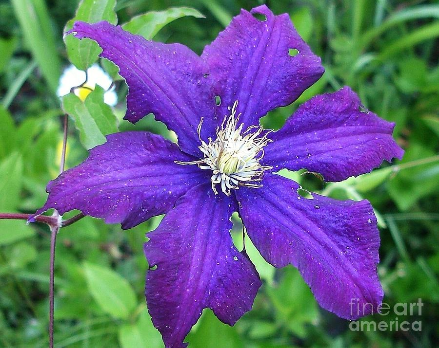 Flowers Still Life Photograph - Purple Clematis by Anne Sands
