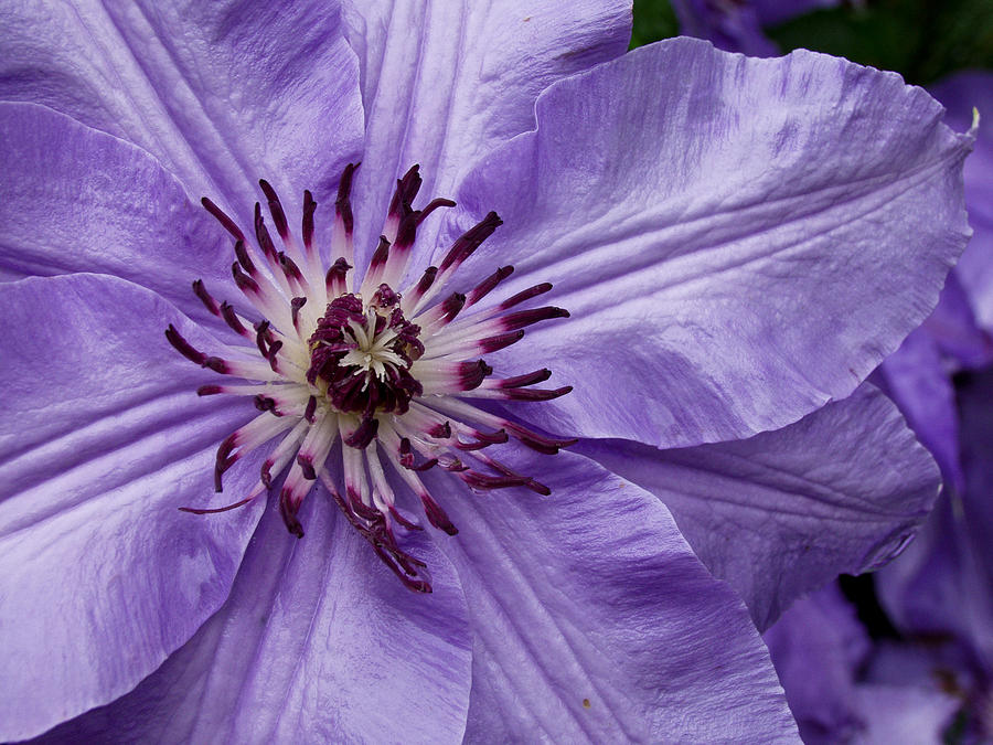 Purple Clematis Blossom Photograph by Louis Dallara