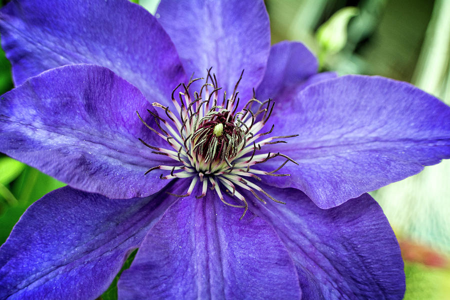 Purple Clematis Photograph by Greg and Chrystal Mimbs