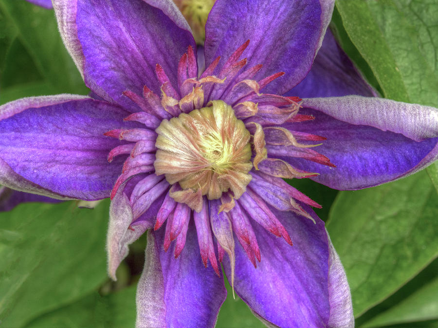 Purple Clematis Closeup Photograph by Jean Noren