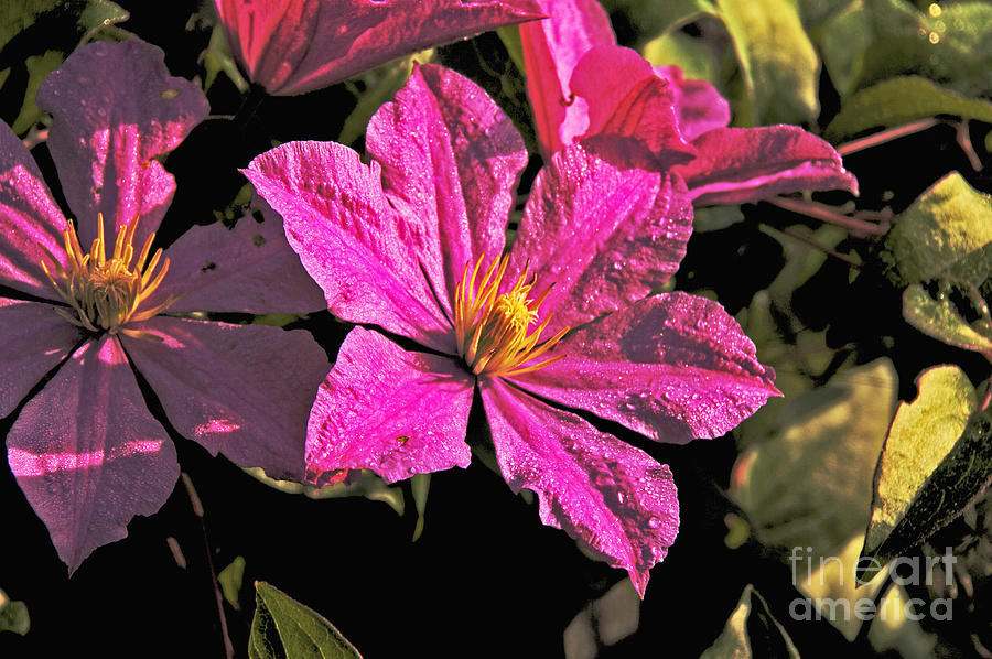 Purple Clematis Photograph by David Frederick