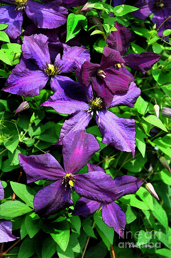 Purple Clematis Painting by Diane E Berry
