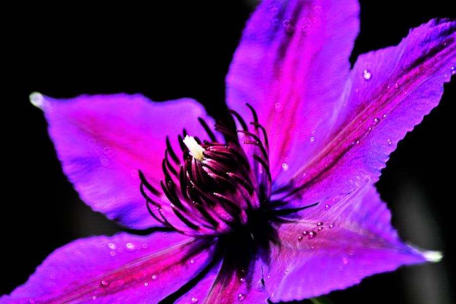 Purple Clematis Extraordinaire Photograph by Mary Ann Artz