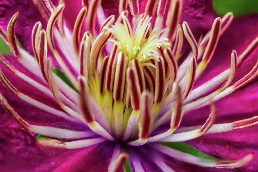 Purple Clematis Flower Macro Photograph by Barry Jones