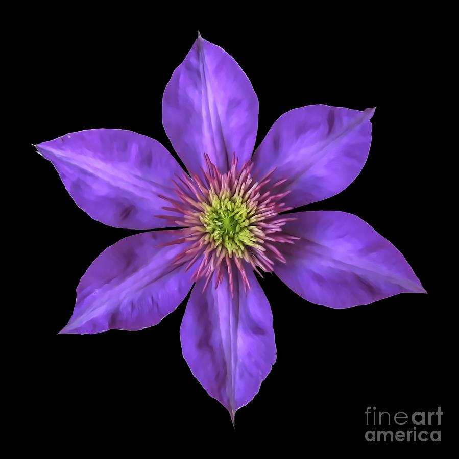 Flower Photograph - Purple Clematis Flower with Soft Look Effect by Rose Santuci-Sofranko