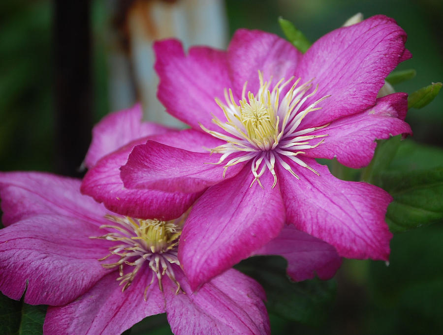 Flower Photograph - Purple Clematis by Heather Chaput
