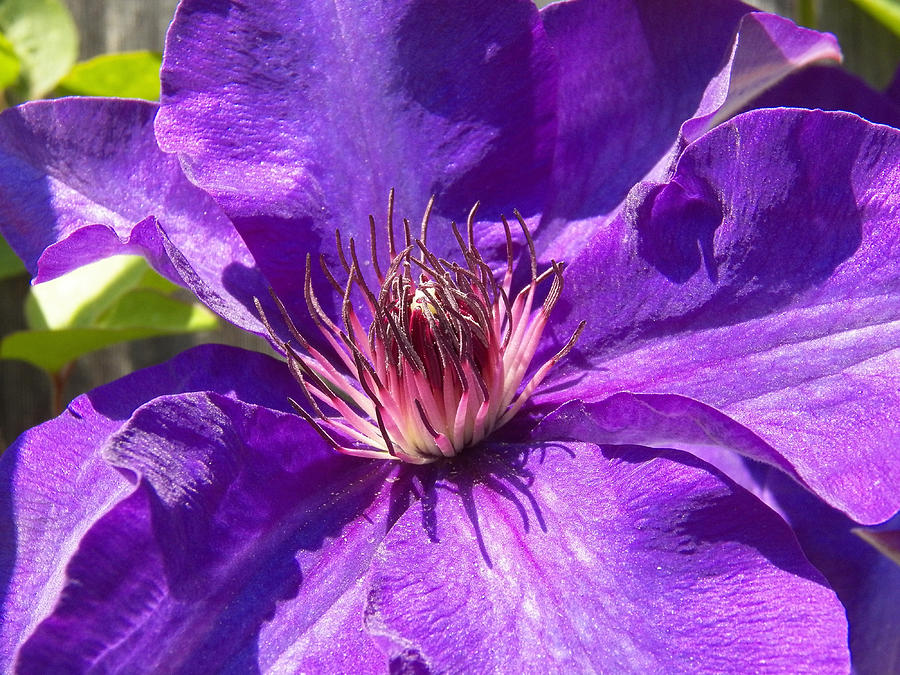 Purple Clematis I Photograph by Corinne Elizabeth Cowherd