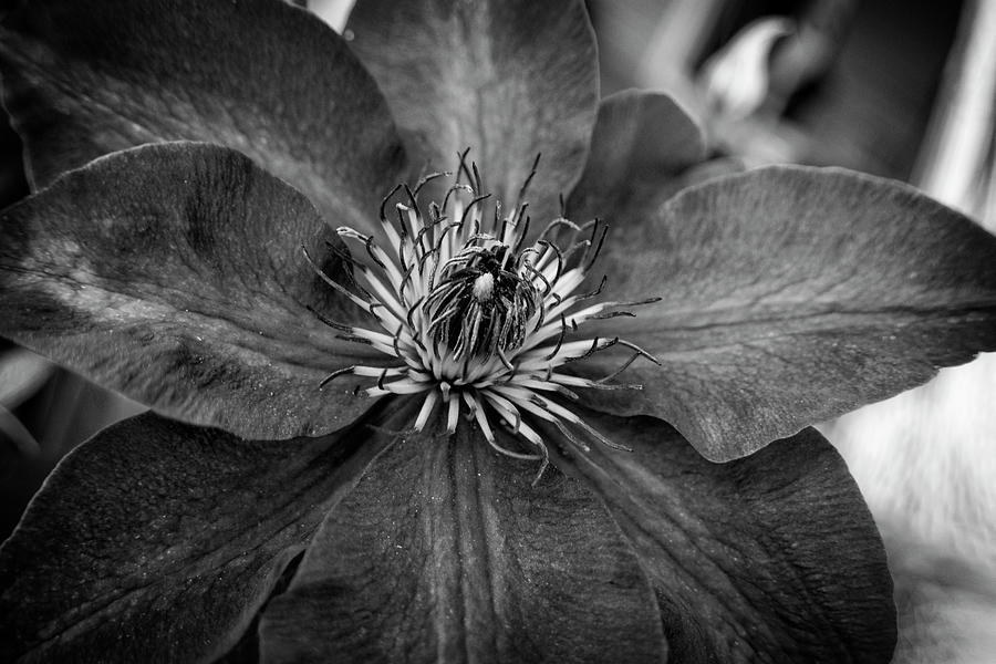 Purple Clematis In Black and White Photograph by Greg and Chrystal Mimbs