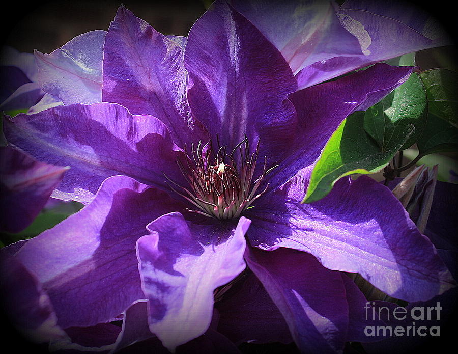 Purple Clematis in Full Bloom Photograph by Dora Sofia Caputo