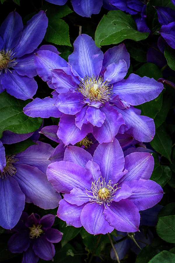 Purple Clematis in Spring Photograph by John Haldane