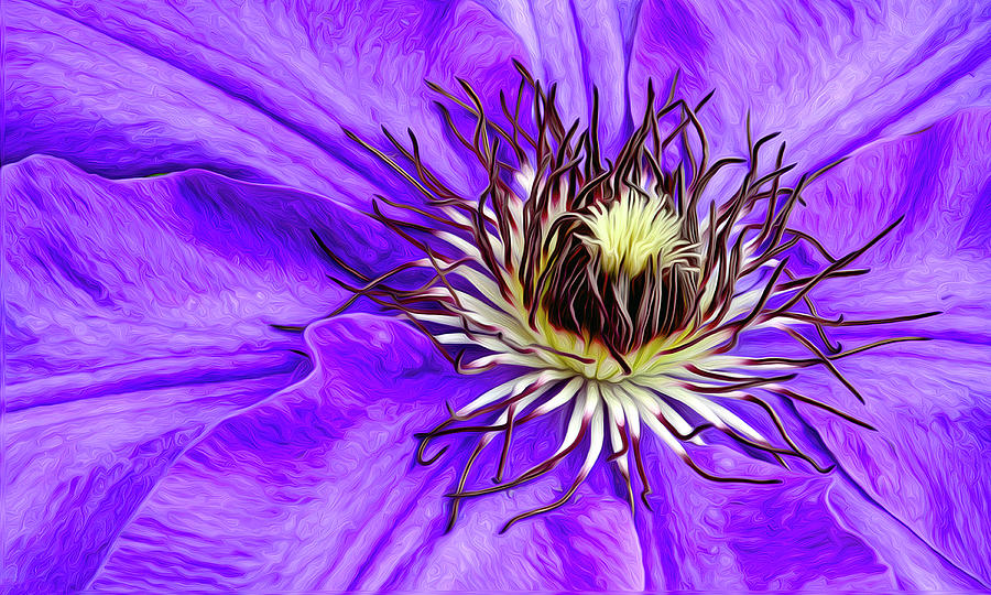 Purple Clematis Photograph by James Steele