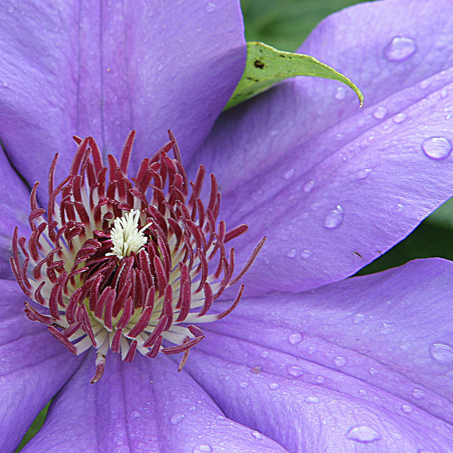 Purple Clematis Photograph by Jean Macaluso