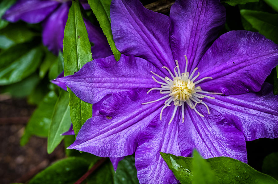 Purple Clematis Photograph by Lori Coleman