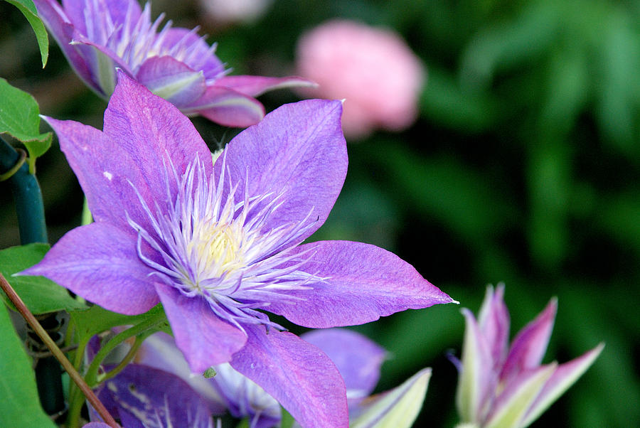 Flower Photograph - PURPLE CLEMATIS No. 3880 by Janice Adomeit