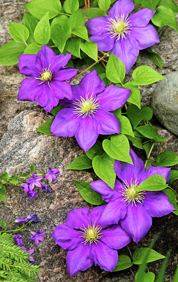 Purple Clematis On Rock Photograph by Debbie Oppermann