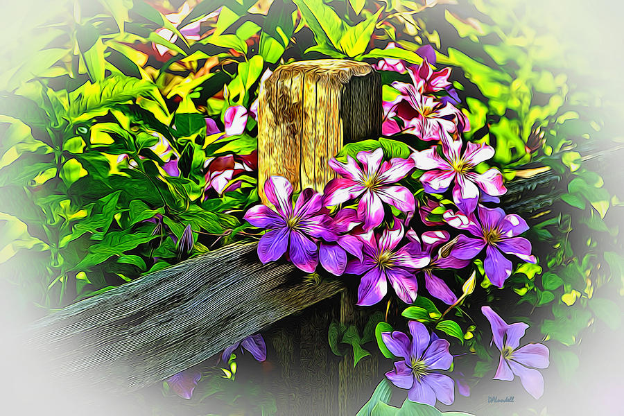 Purple Clematis on Split Rail Fence Digital Art by Dennis Lundell