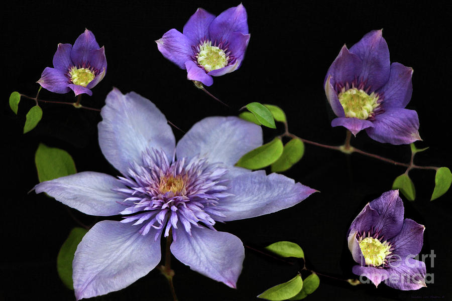 Purple Clematis - Queen of the Vines Photograph by Sandra Huston