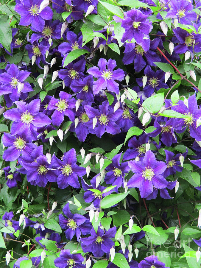 Purple Clematis Photograph by Randall Weidner