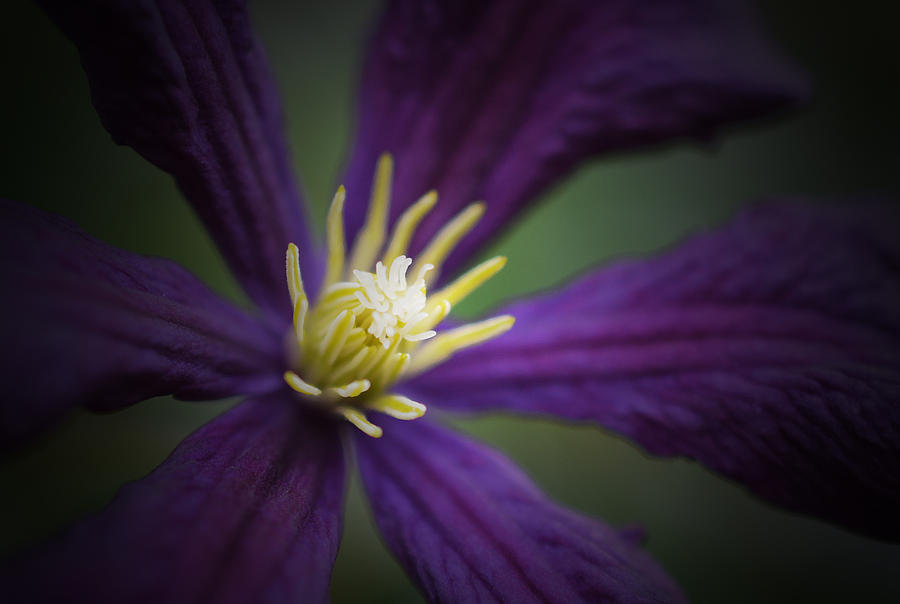 Purple Clematis Photograph by Richard Andrews