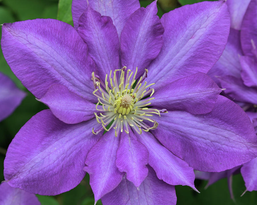 Purple Clematis Photograph by Scott S Emberley - Fine Art America