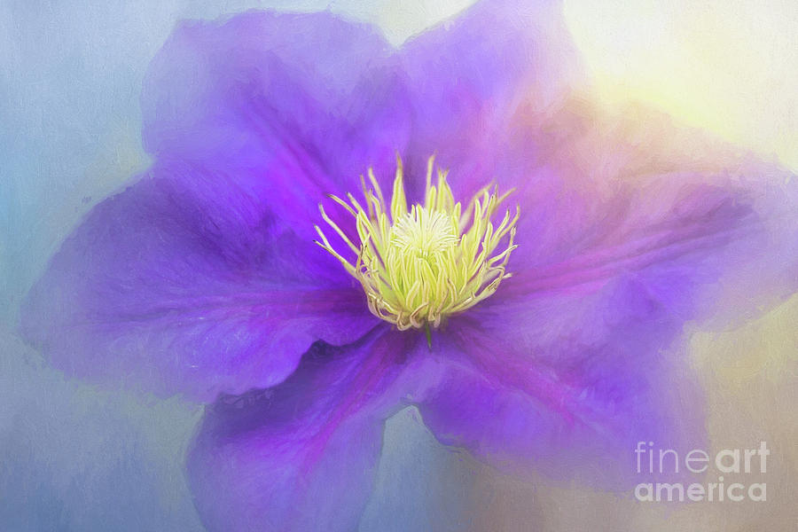 Purple Clematis Digital Art by Sharon McConnell