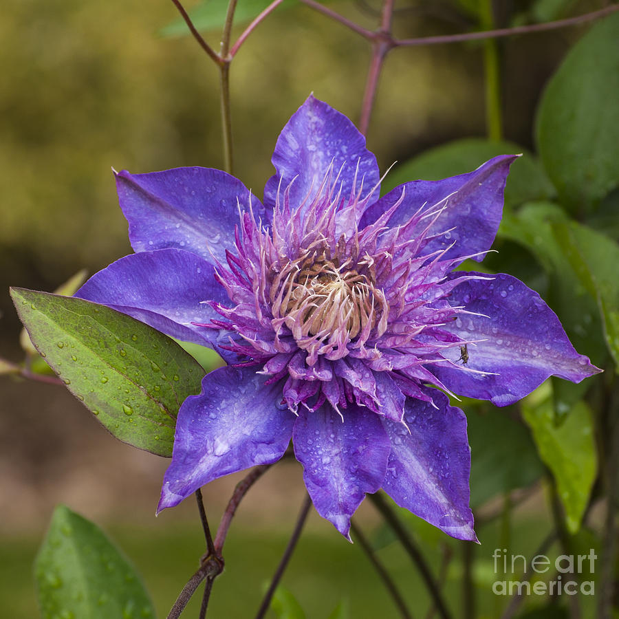 Purple Clematis - SQ Photograph by Mandy Judson | Fine Art America