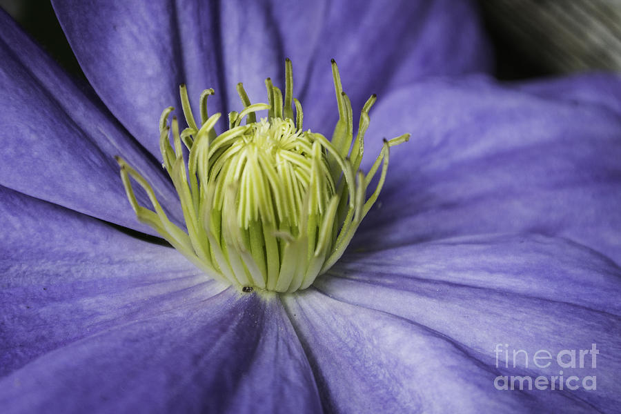 Purple Clematis Photograph by Steve Purnell