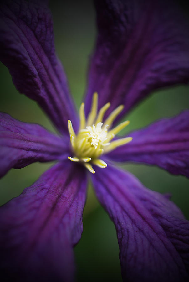 Purple Clematis - Vertical Photograph by Richard Andrews