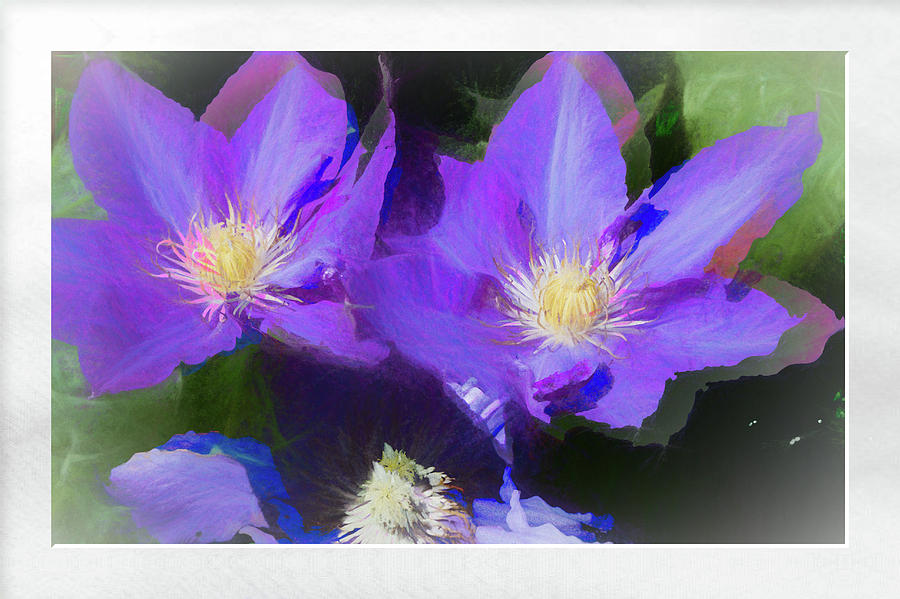 Purple Clementis Photograph by Natalie Rotman Cote