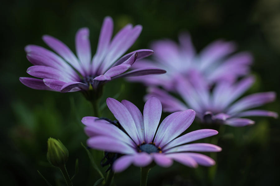 Purple Close Up Photograph by Mitch Johanson - Fine Art America